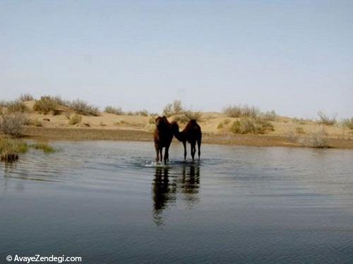 کویر مصر در قلب ایران! کویر مصر در قلب ایران!