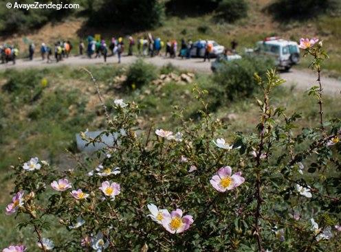  جنگل باستانی هیرکانی ابر 