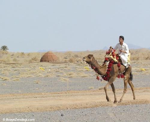 عکس جشنواره شترسواری در طبس