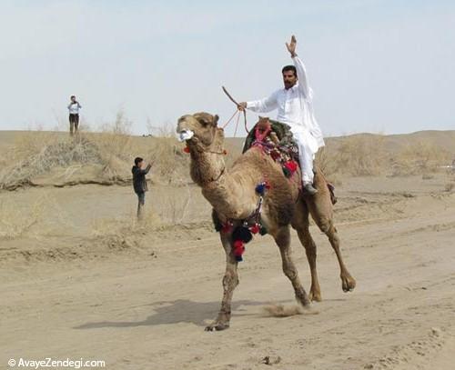 عکس جشنواره شترسواری در طبس