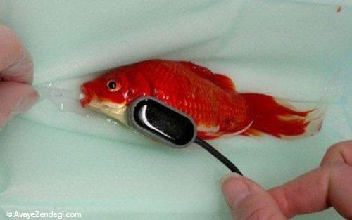 جراحی ماهی قرمز به خاطر یبوست