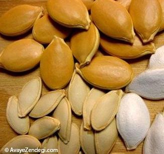 دایره المعارف تخمه دایره المعارف تخمه