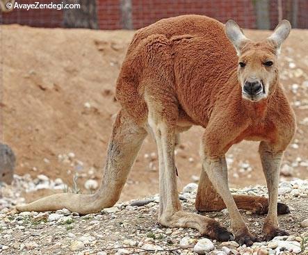  راهنمای سفر به ملبورن 