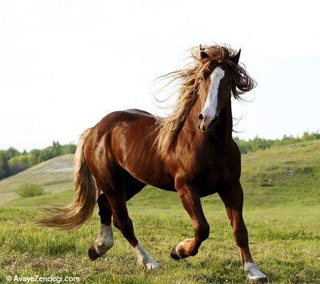 سفر به چین؛ سرزمین اژدها و افسانه سفر به چین؛ سرزمین اژدها و افسانه