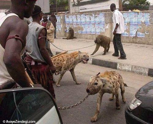 حیوانات خانگی در آفریقا