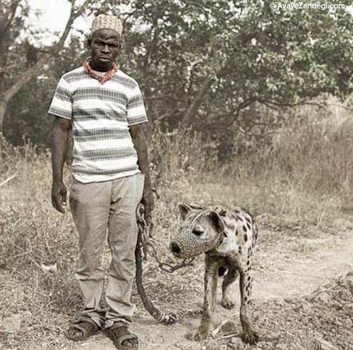 حیوانات خانگی در آفریقا 