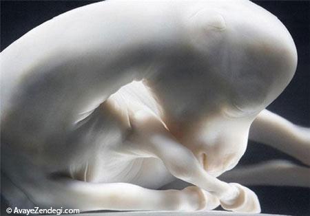  تصاویر شگفت انگیز از جنین حیوانات 