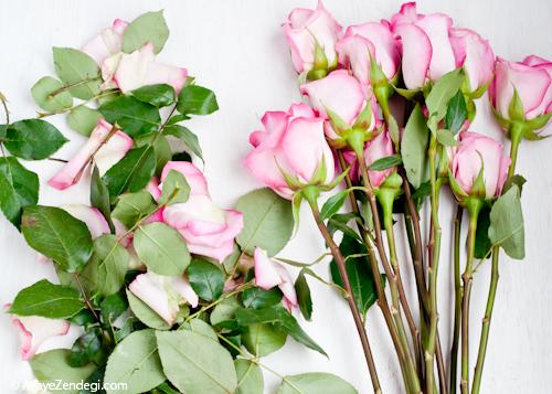 10 راز افزایش عمر گل های تازه 10 راز افزایش عمر گل های تازه