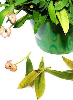 خودتان پزشک گیاهان خانگی باشید خودتان پزشک گیاهان خانگی باشید