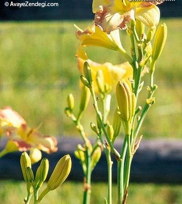 ترفند هایی برای باغبانی آسان در خانه ترفند هایی برای باغبانی آسان در خانه