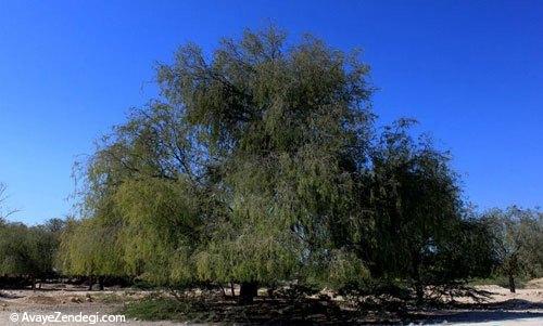  کیش، جزیره نقره‌فام 
