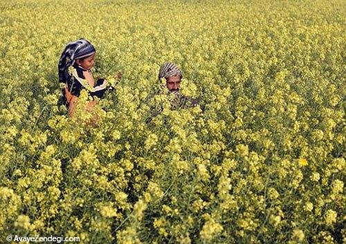  پدر و دختر، عاشقان همیشگی 