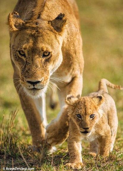 تصاویری جذاب از زندگی خانواده شیرها