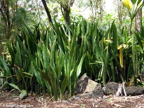 اندر خواص گیاه زبان مادرشوهر اندر خواص زبان مادرشوهر