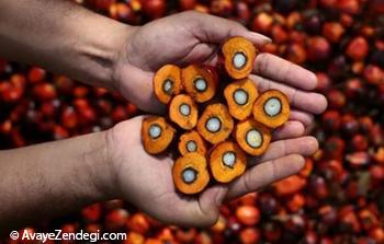 همه چیز در مورد روغن پالم همه چیز در مورد روغن پالم