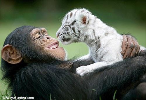  عکس‌های زیبا از رابطه عاشقانه حیوانات (2) 