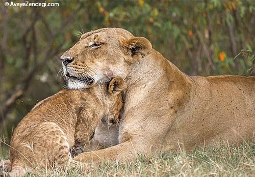  عکس‌های زیبا از رابطه عاشقانه حیوانات (2) 
