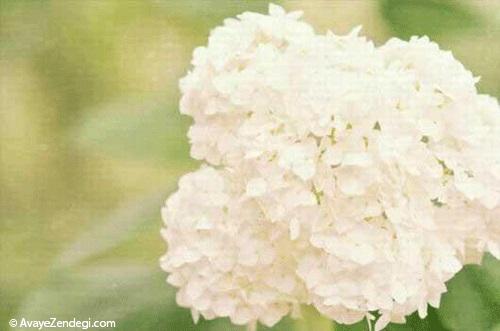 گرانترین گلهای جهان گرانترین گلهای جهان