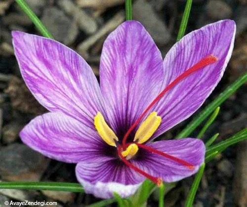 گرانترین گلهای جهان گرانترین گلهای جهان