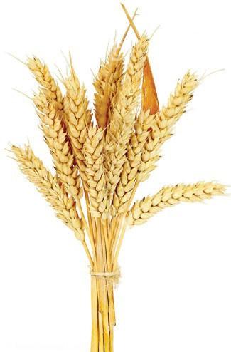 5 گل بهاری که جایشان در خانهتان خالی است 5 گل بهاری که جایشان در خانهتان خالی است