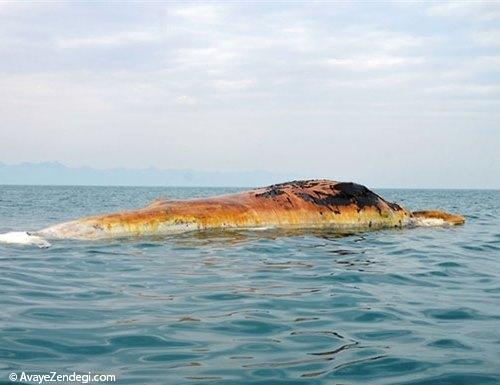 لاشه نهنگ عظیم‌ الجثه در بوشهر