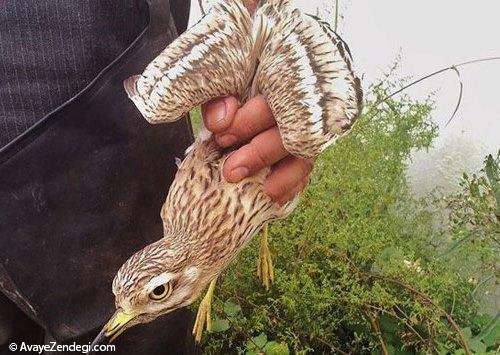 بازار سیاه خرید و فروش پرندگان! بازار سیاه خرید و فروش پرندگان!