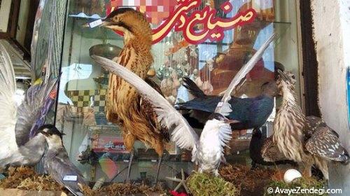 بازار سیاه خرید و فروش پرندگان! بازار سیاه خرید و فروش پرندگان!