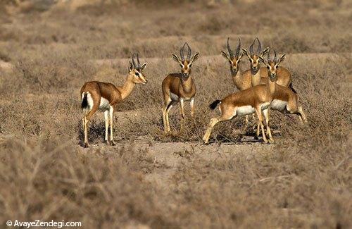 سفر به جزایر ایرانی خلیج فارس سفر به جزایر ایرانی خلیج فارس