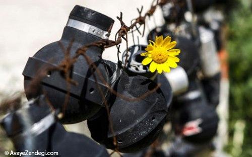 اقدام زیبای دختر فلسطینی