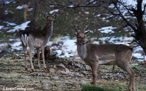 گوزن زرد ایرانی 