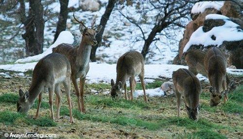 گوزن زرد ایرانی 