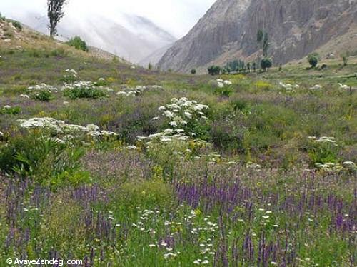 تنگه واشی کجاست؟ تنگه واشی کجاست؟