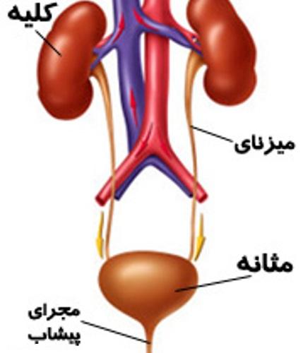 لوبیای سحرآمیز بدن چه می کند؟