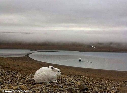 خرگوش قطبی؛ گوله برف گوش دراز! خرگوش قطبی؛ گوله برف گوش دراز!