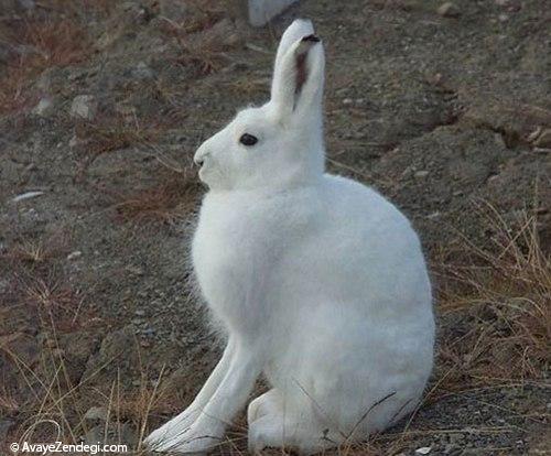 خرگوش قطبی؛ گوله برف گوش دراز! خرگوش قطبی؛ گوله برف گوش دراز!