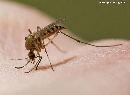 جدال با موذیها به وقت گرما جدال با موذیها به وقت گرما