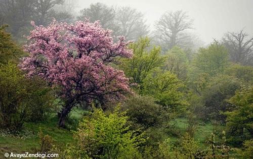 بهار شاهرود دیوانه تان می کند!