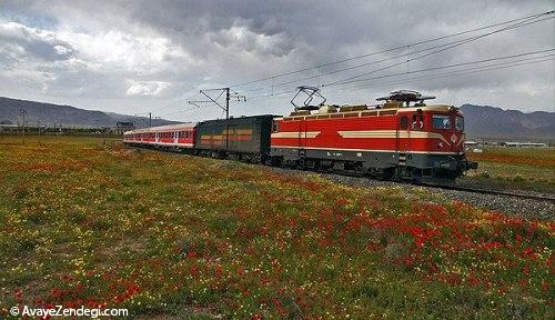 دشت شقایق های وحشی