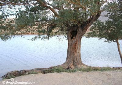 غربال بیز در مه ریز غربال بیز در مه ریز