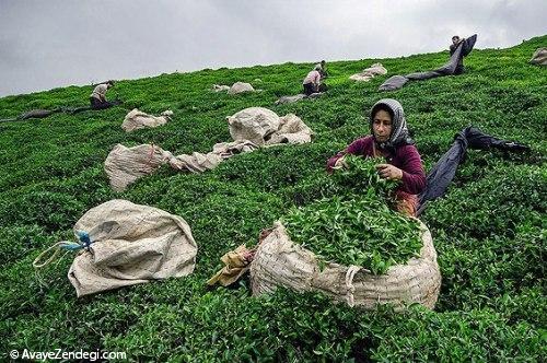آنها «عطر بهشت» را درو می کنند