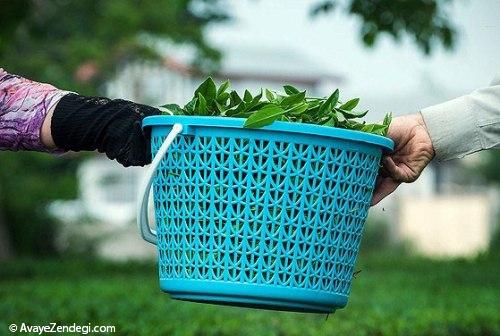 آنها «عطر بهشت» را درو می کنند