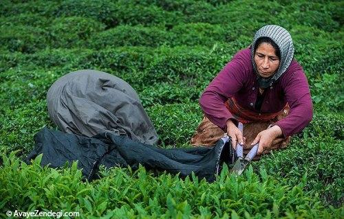 آنها «عطر بهشت» را درو می کنند