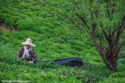 آنها «عطر بهشت» را درو می کنند