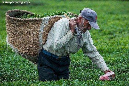 آنها «عطر بهشت» را درو می کنند