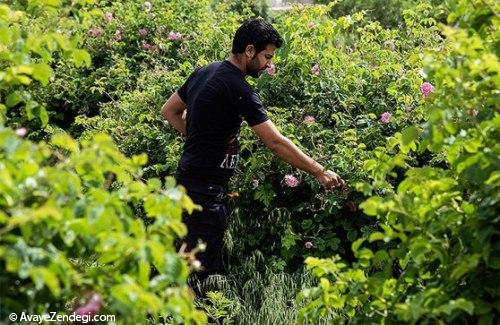 ریه هایتان پر از عطر محمدی!