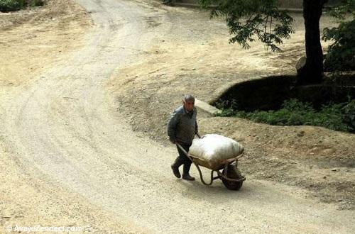برداشت چای لاهیجان