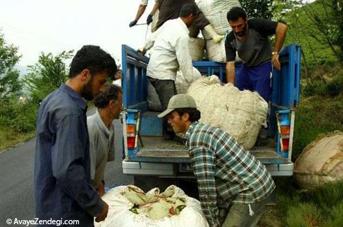 برداشت چای لاهیجان