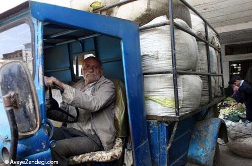 برداشت چای لاهیجان