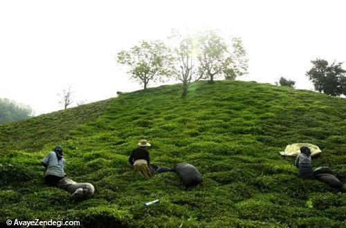 برداشت چای لاهیجان