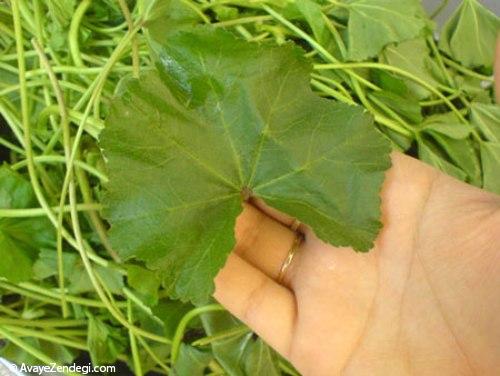 درمان گیاهی سنگ کلیه